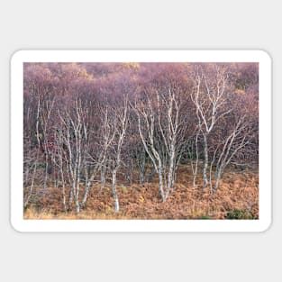 Birch Stand - end of the fall Sticker